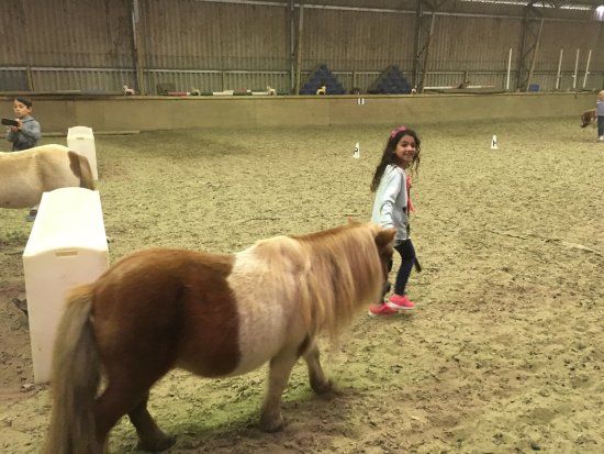 Sicklinghall Pony Parties